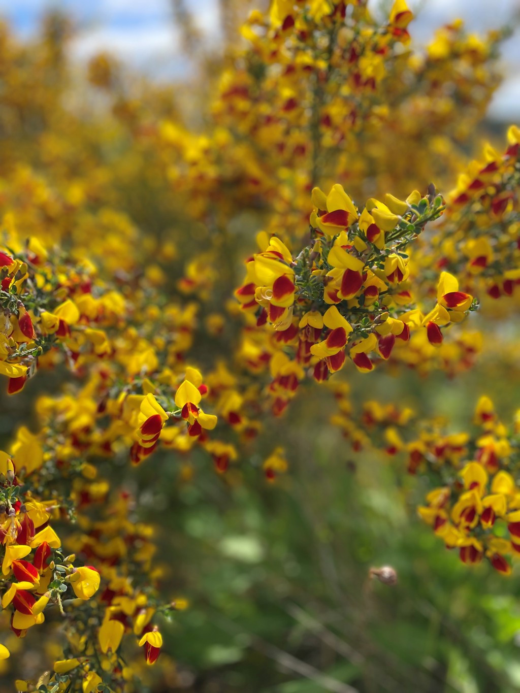 Gule blomster