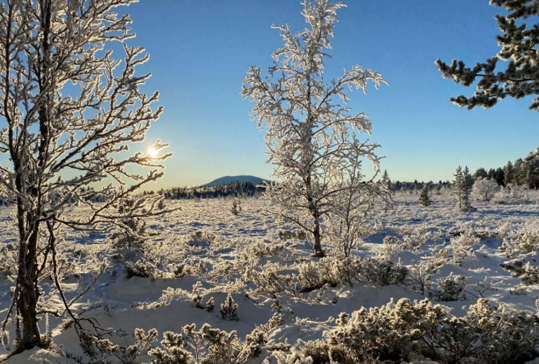 Julebilde