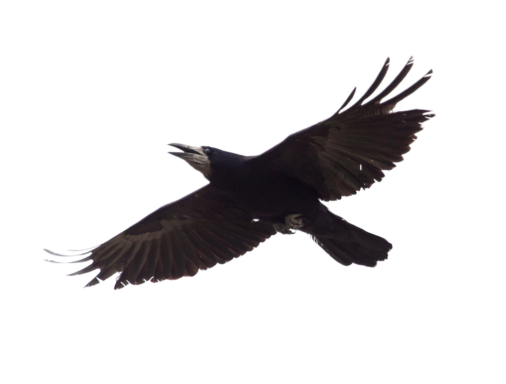 Ravn som flyr