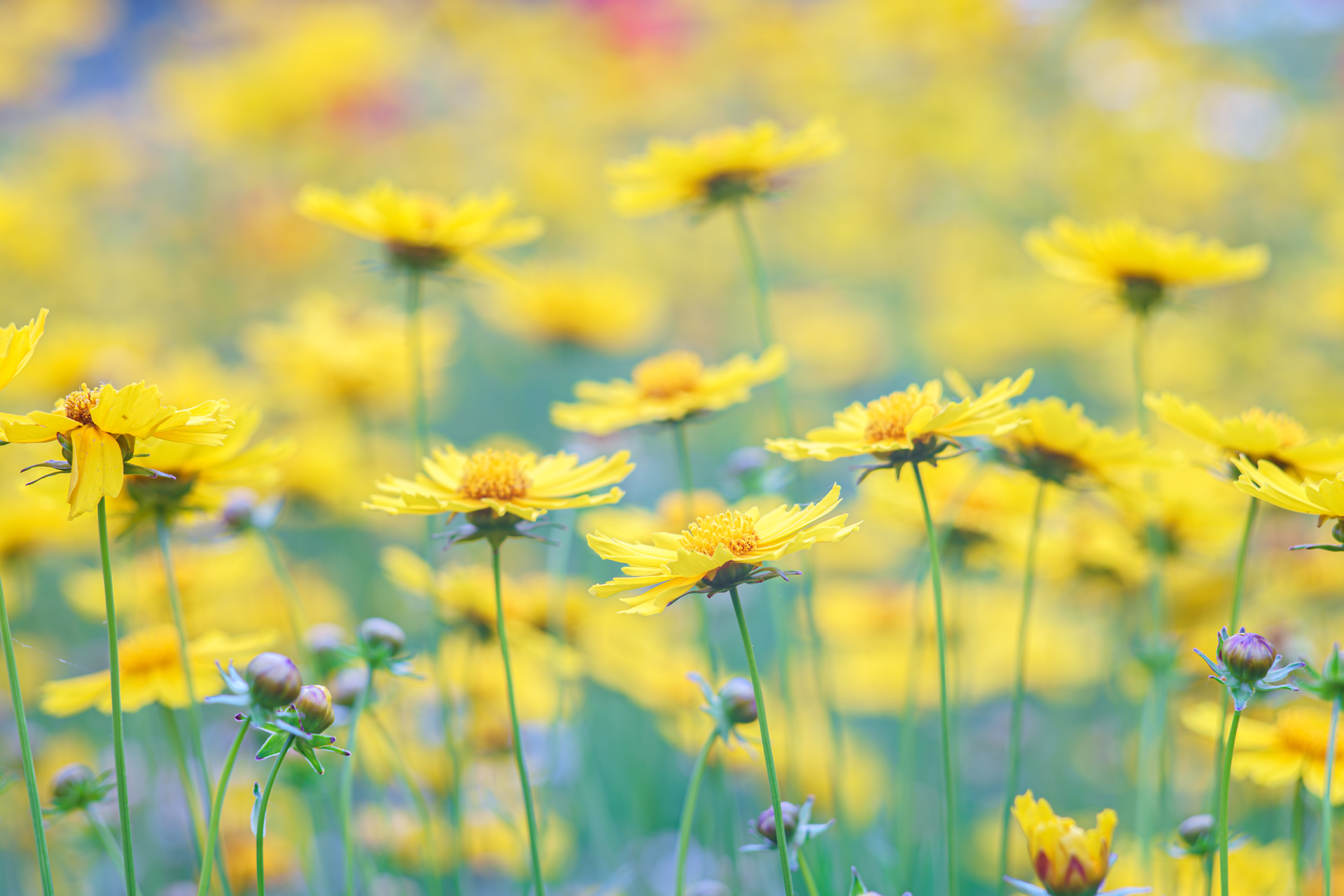 Blomstereng