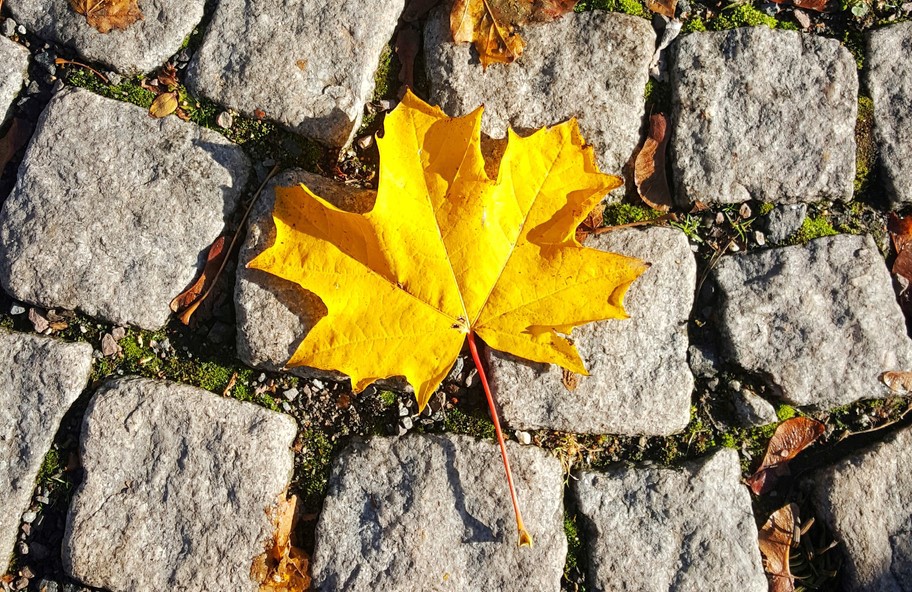 Høstløv på brostein. Foto: Istockphoto.com