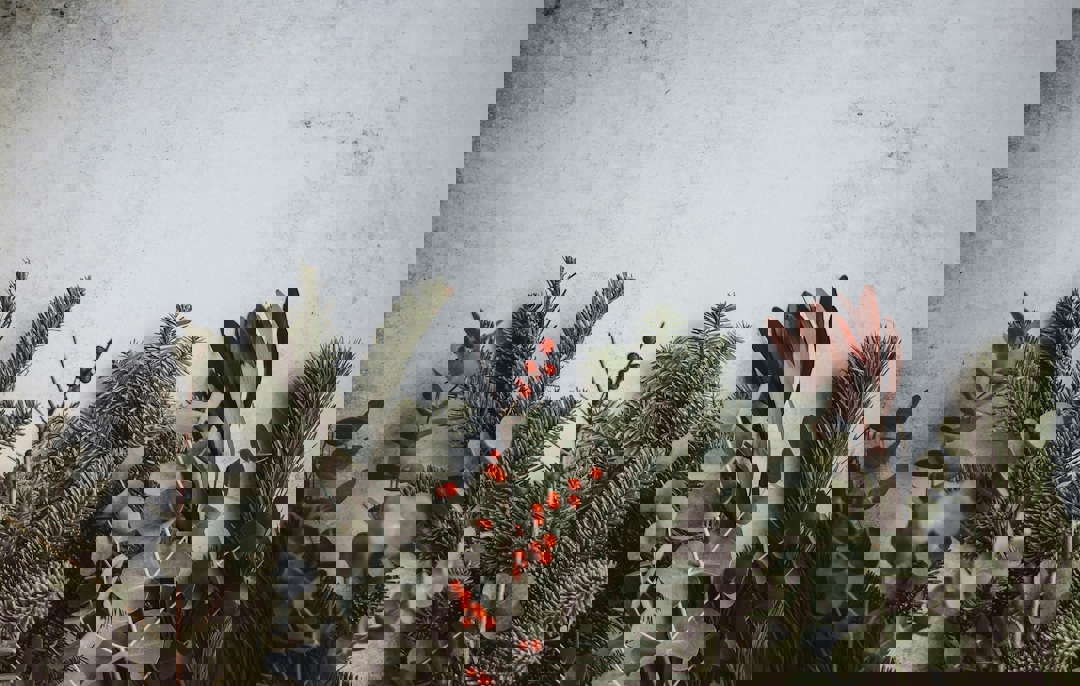 Granbar og kongler. Julepynt.