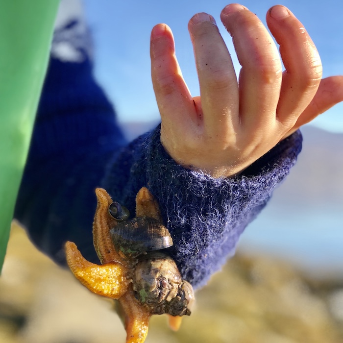 Hand_sjostjerne-hoved-700