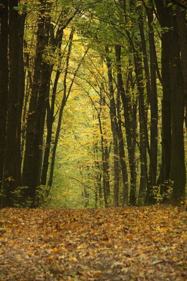Høst i skogen
