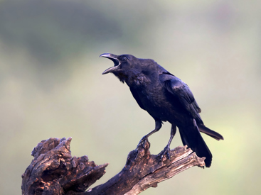 Ravn. Foto: Colourbox.