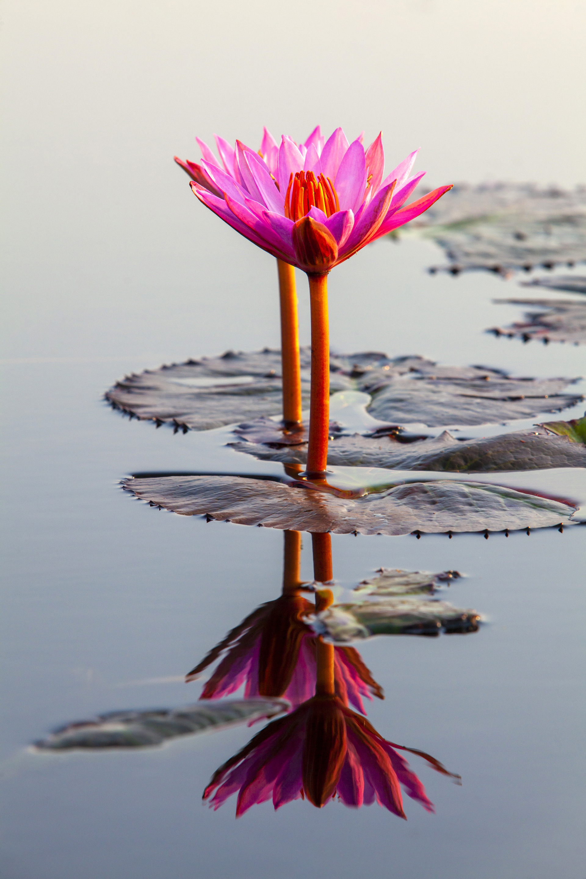 Blomst