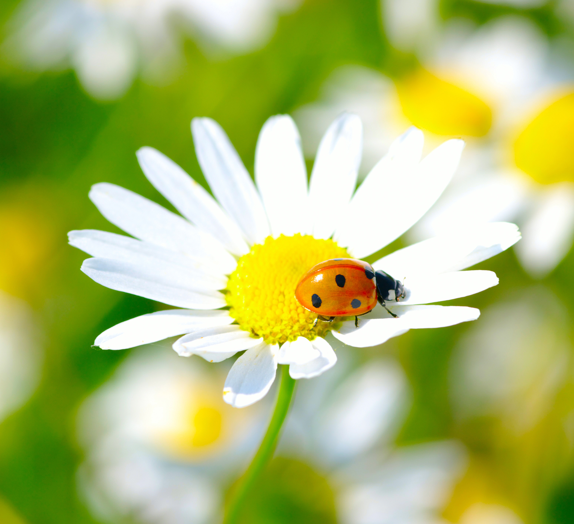 Prestekrageblomst med marihøne