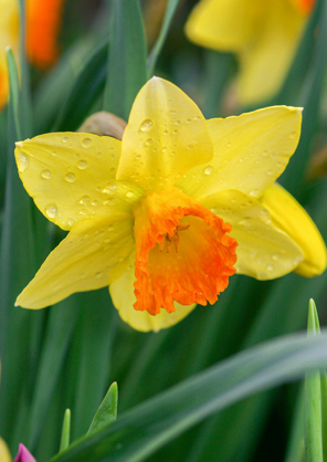 Forside av Legekunsten. Skjermbilde av forsiden.