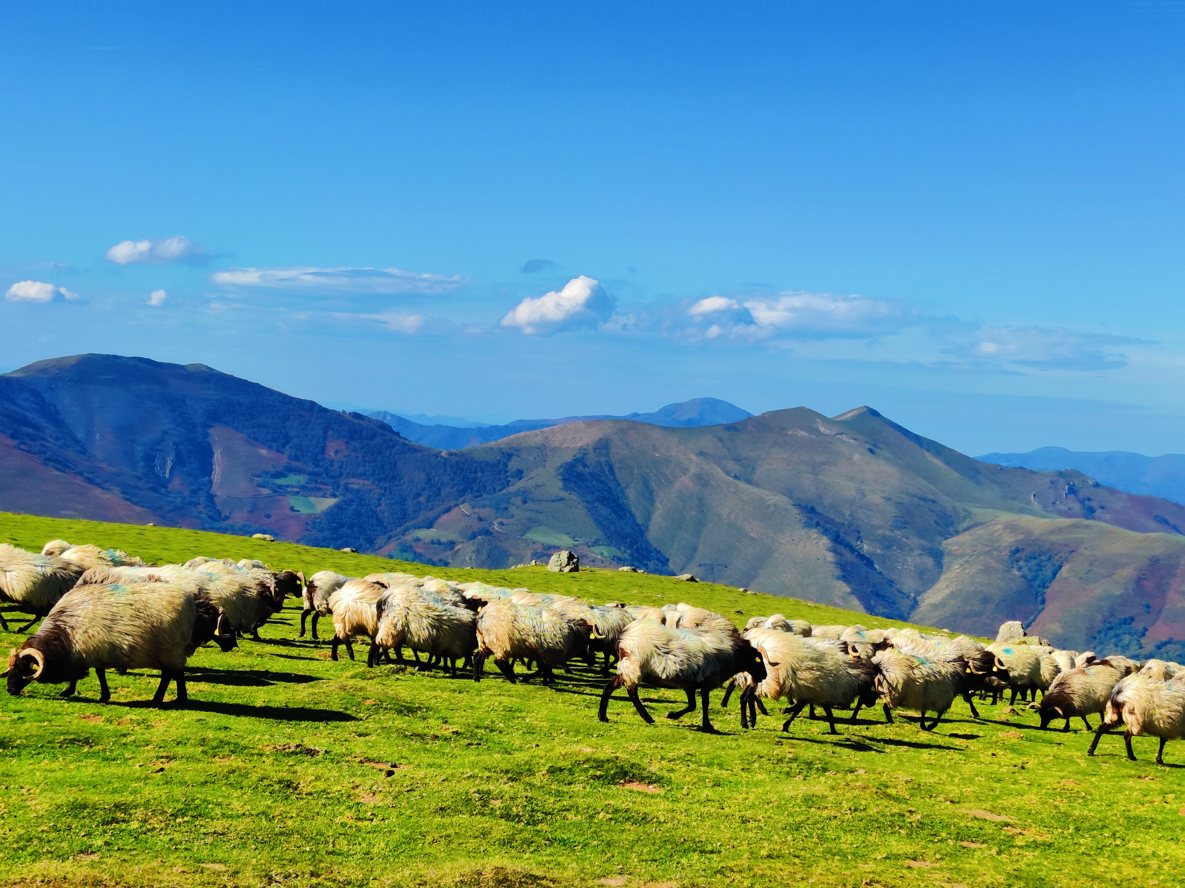 Sauer som beiter p&aring; gr&oslash;nt gress.